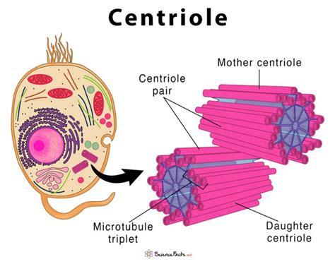 centrioles images|how many centrioles per cell.